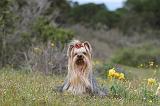 YORKSHIRE TERRIER 004